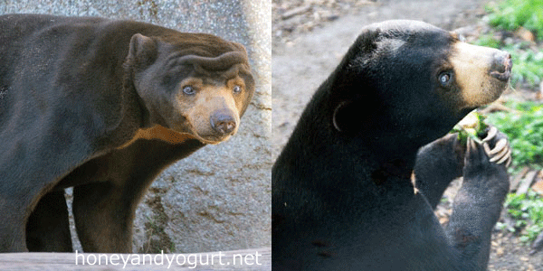 マレーグマ アトム ウッチー