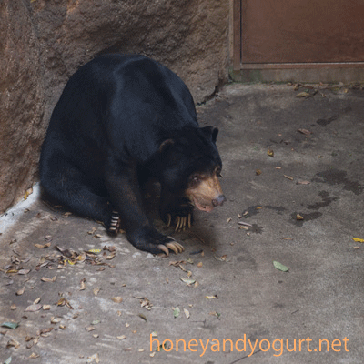 上野動物園　マレーグマ　アズマ