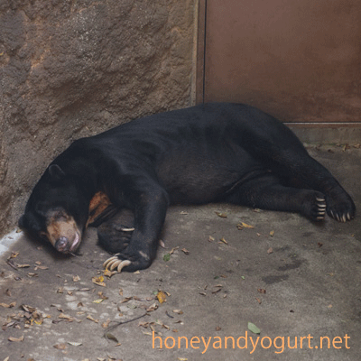 上野動物園　マレーグマ　アズマ
