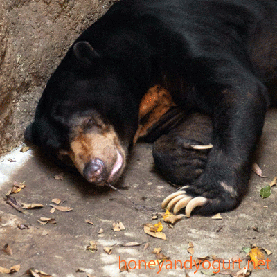 上野動物園　マレーグマ　アズマ