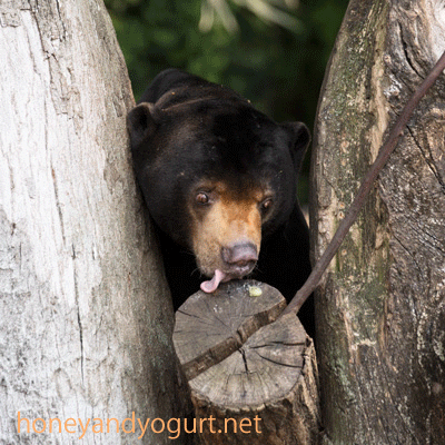 上野動物園　マレーグマ　アズマ