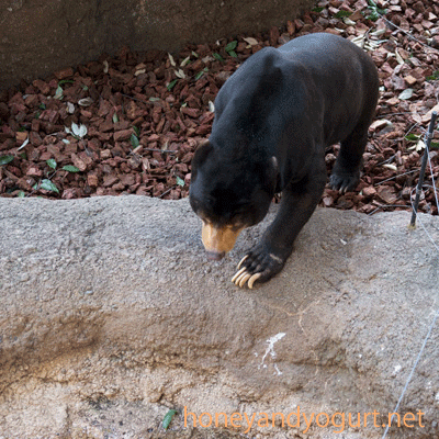 上野動物園　マレーグマ　アズマ