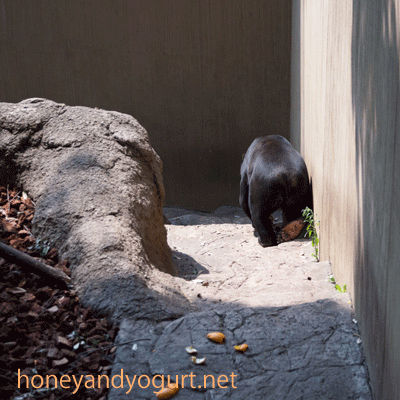 上野動物園　マレーグマ　アズマ