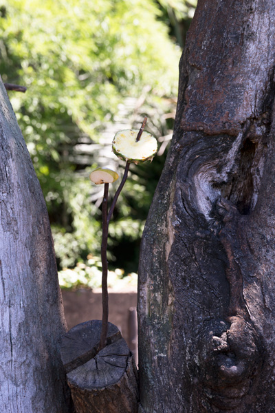 上野動物園 マレーグマ舎