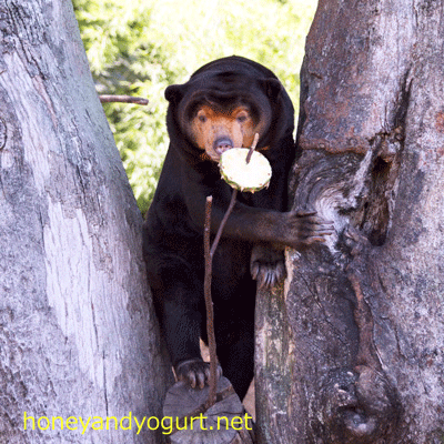 上野動物園 マレーグマ キョウコ