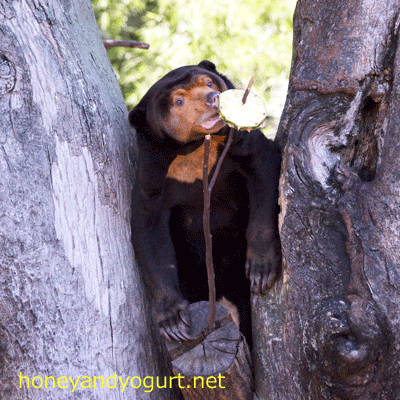 上野動物園 マレーグマ キョウコ