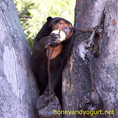 上野動物園 マレーグマ キョウコ