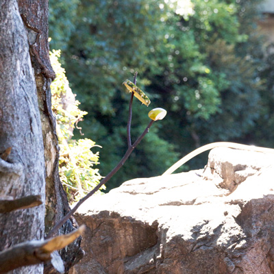 上野動物園 マレーグマ舎