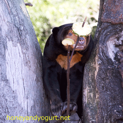 上野動物園 マレーグマ キョウコ