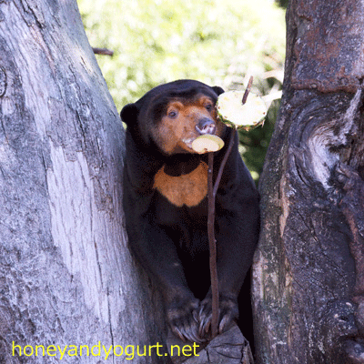 上野動物園 マレーグマ キョウコ