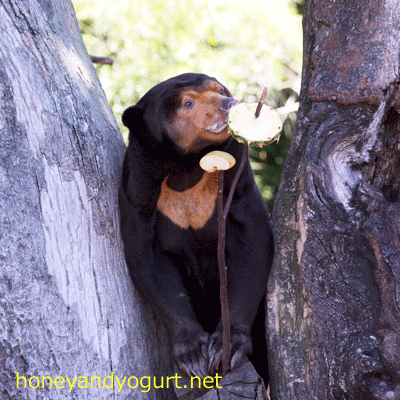 上野動物園 マレーグマ キョウコ