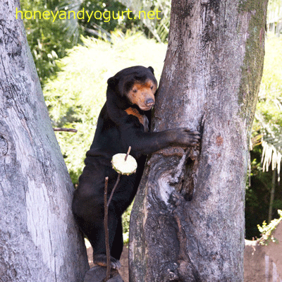 上野動物園 マレーグマ キョウコ