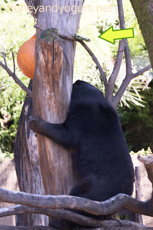 上野動物園 マレーグマ モモコ