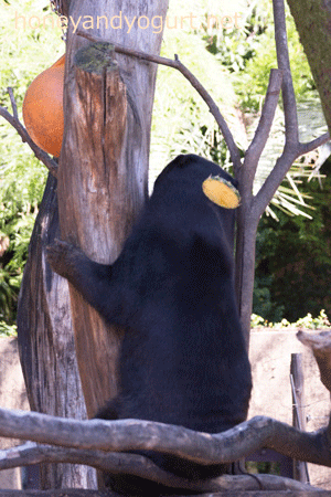 上野動物園 マレーグマ モモコ