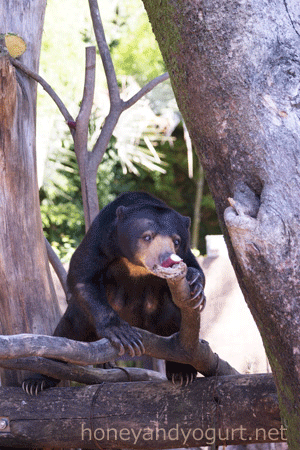 上野動物園 マレーグマ モモコ