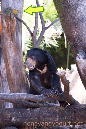 上野動物園 マレーグマ モモコ