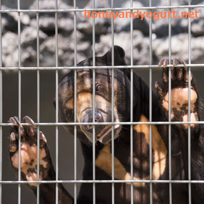 山梨県 甲府市 遊亀公園附属動物園 マレーグマ サンディ