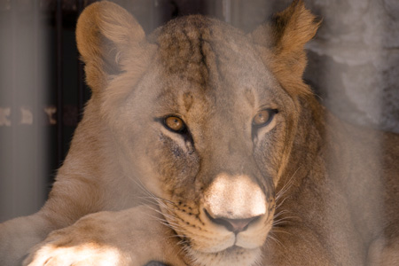 山梨県 甲府市 遊亀公園附属動物園 ライオン