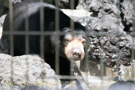 遊亀公園附属動物園 マレーグマ サクラ