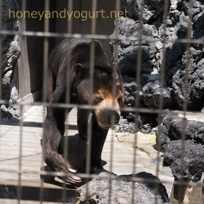 遊亀公園附属動物園 マレーグマ サンディ