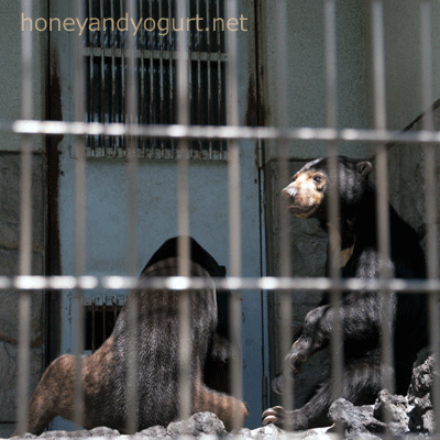 山梨県 甲府市 遊亀公園附属動物園 マレーグマ サンディ サクラ