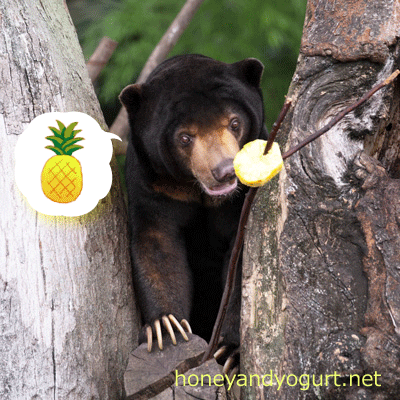 上野動物園　マレーグマ　アズマ