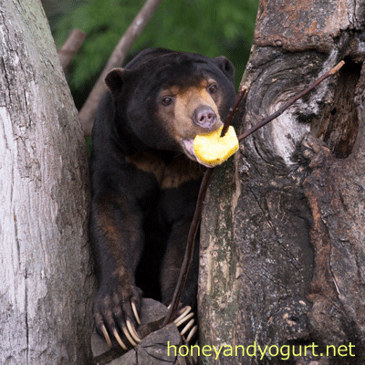 上野動物園　マレーグマ　アズマ
