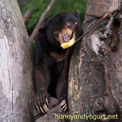 上野動物園　マレーグマ　アズマ
