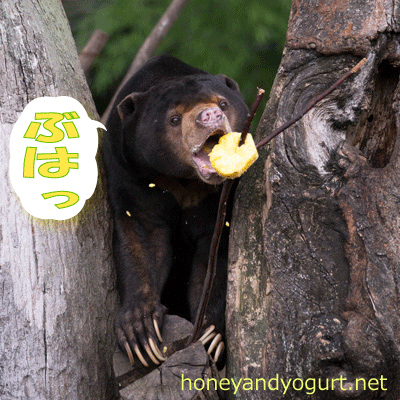 上野動物園　マレーグマ　アズマ