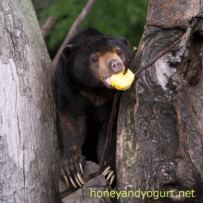 上野動物園　マレーグマ　アズマ