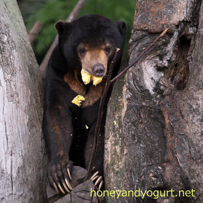 上野動物園　マレーグマ　アズマ