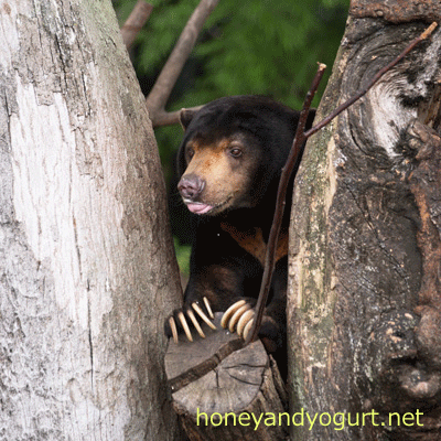 上野動物園　マレーグマ　アズマ