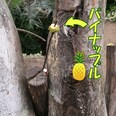 上野動物園 マレーグマ キョウコ