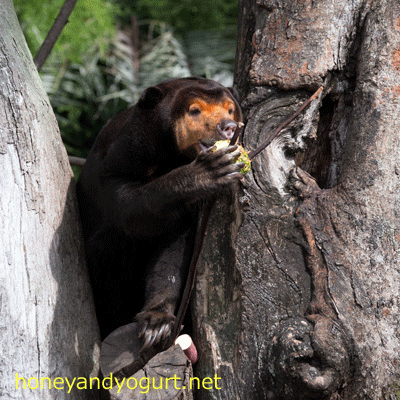 上野動物園 マレーグマ キョウコ