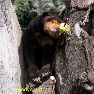 上野動物園 マレーグマ キョウコ