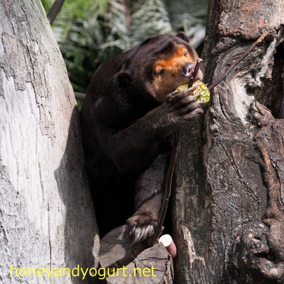 上野動物園 マレーグマ キョウコ