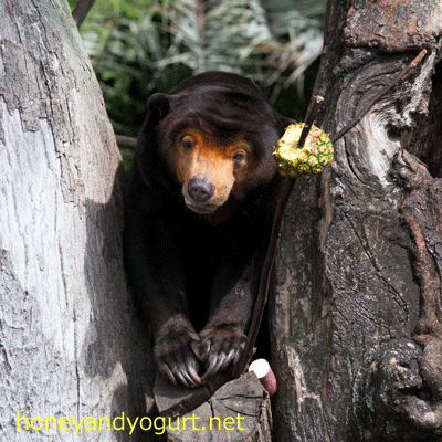 上野動物園 マレーグマ キョウコ