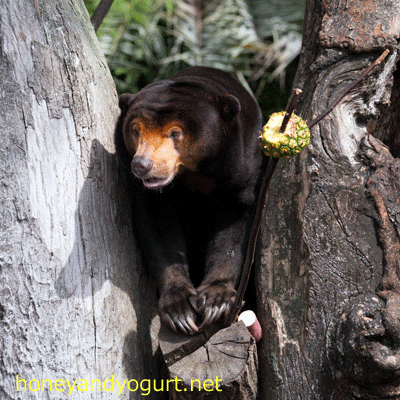 上野動物園 マレーグマ キョウコ