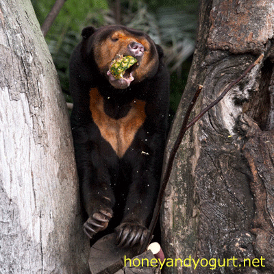 上野動物園 マレーグマ キョウコ