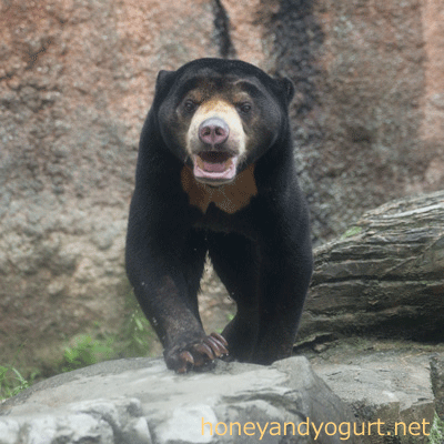 平川動物公園 マレーグマ ハニイ