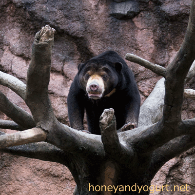 平川動物公園 マレーグマ ハニイ