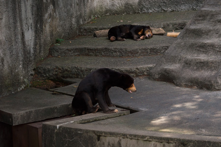 のんほいパーク マレーグマ シャンシャン ノン