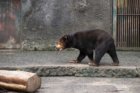 のんほいパーク マレーグマ ノン