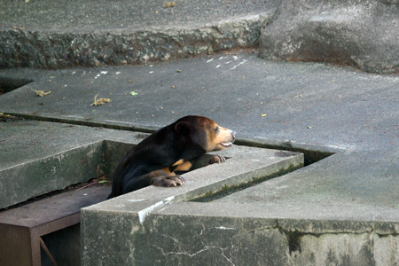 のんほいパーク マレーグマ ノン