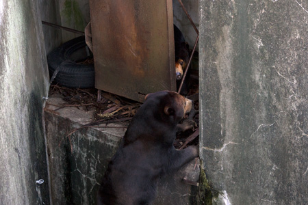 のんほいパーク マレーグマ シャンシャン ノン