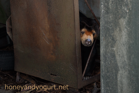のんほいパーク マレーグマ シャンシャン