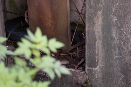 のんほいパーク マレーグマ シャンシャン