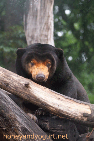 上野動物園 マレーグマ キョウコ