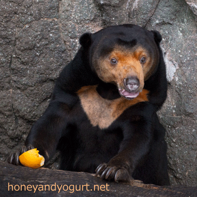 上野動物園 マレーグマ キョウコ