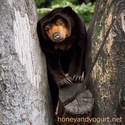 上野動物園 マレーグマ キョウコ